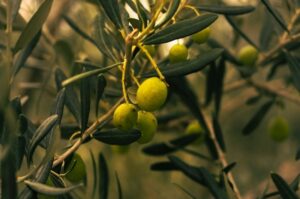 zeytinyağı cilt bakımı