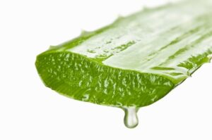 aloe vera cilt faydaları