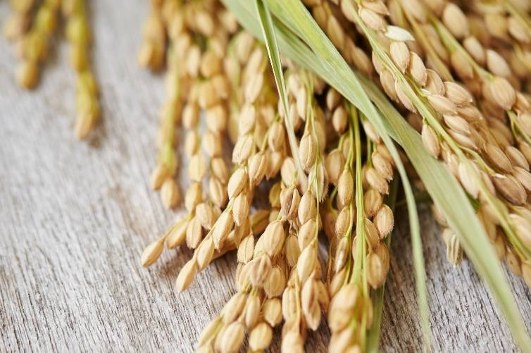 Pirinç Proteini, Peptide İçeren Cilt Serumları Faydaları